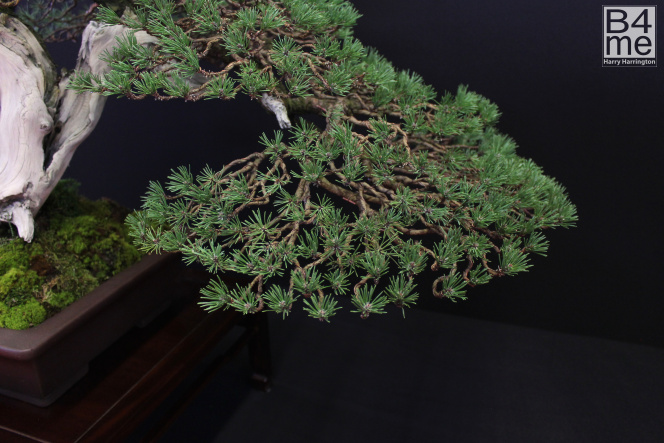 bonsai